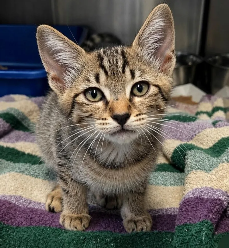 A baby small-sized male Domestic Short Hair cat named Falkor for adoption in Ocala, FL
