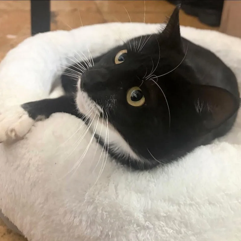 An adult medium-sized male Black & White / Tuxedo Domestic Short Hair cat named Misky for adoption in Brooklyn, NY