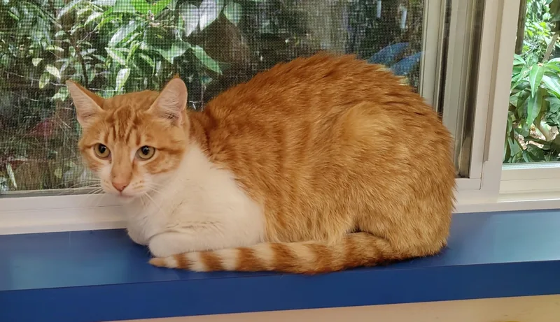 A young medium-sized male Domestic Short Hair cat named Louis for adoption in Marin, CA