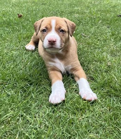 A baby small-sized female Shepherd dog named Rue for adoption in Cumming, GA