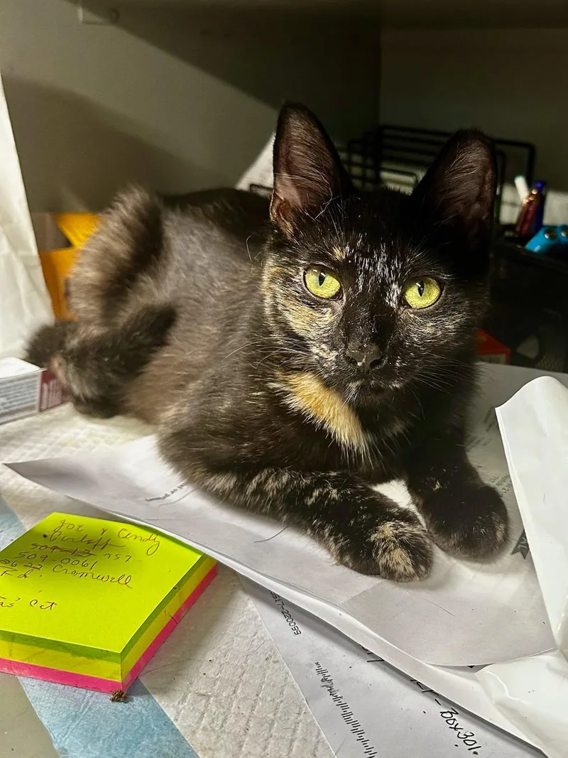 A young small-sized female Tortoiseshell Domestic Short Hair cat named Macey for adoption in Norfolk, VA