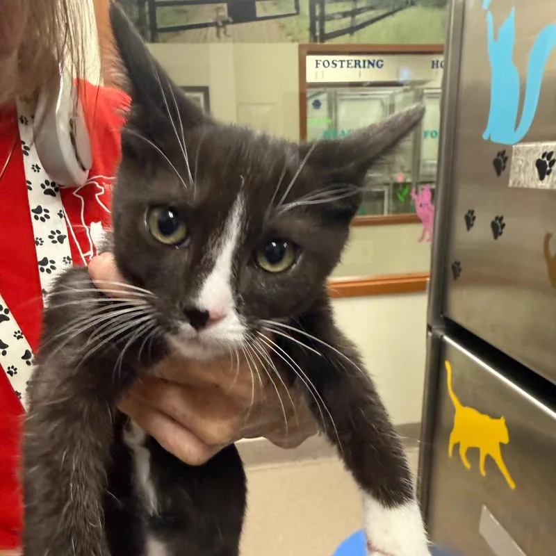 A baby small-sized male Black Domestic Short Hair cat named Snap for adoption in Upland, CA