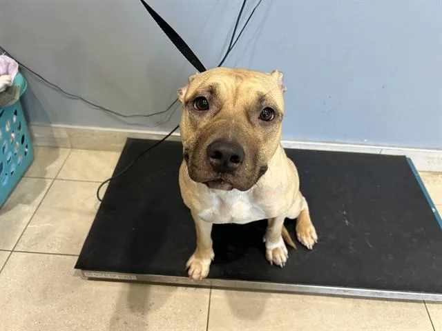 A young large-sized female Pit Bull Terrier dog named Mazapan for adoption in Garland, TX
