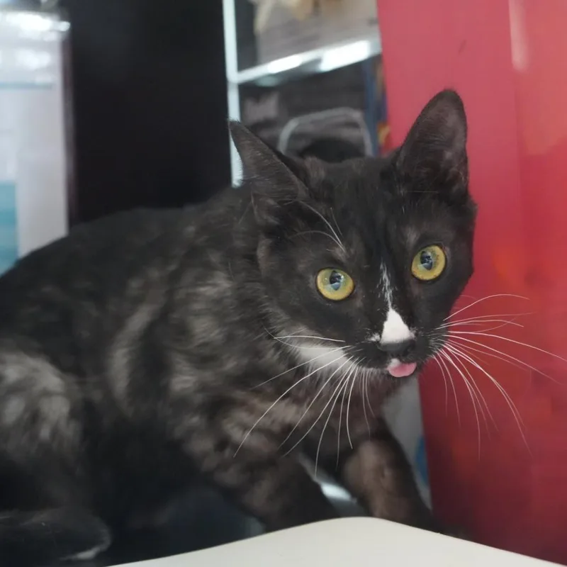 A young small-sized male Domestic Short Hair cat named Blue for adoption in Coachella, CA