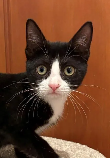 A baby medium-sized female Black & White / Tuxedo Domestic Short Hair cat named Flap for adoption in Little Falls, NJ