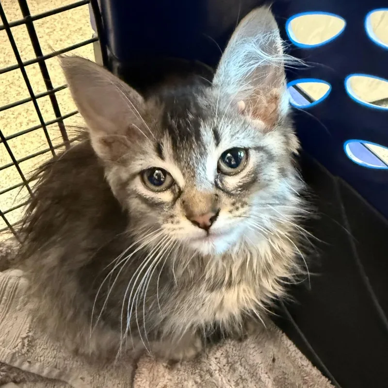 A baby small-sized female Brown / Chocolate Domestic Long Hair cat named Wren for adoption in Council Bluffs, IA