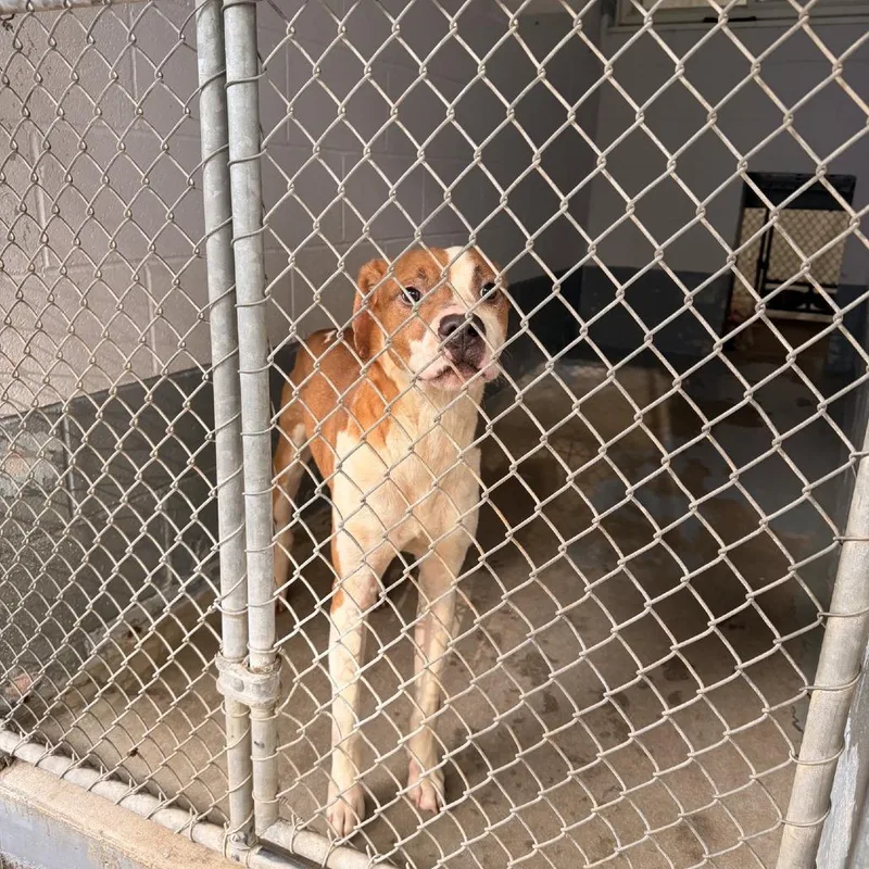 An adult medium-sized male Brown / Chocolate Boxer dog named Courage for adoption in Columbus, NC