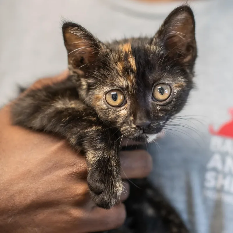 A baby small-sized female Tortoiseshell Domestic Short Hair cat named Marisol for adoption in Bartlett, TN