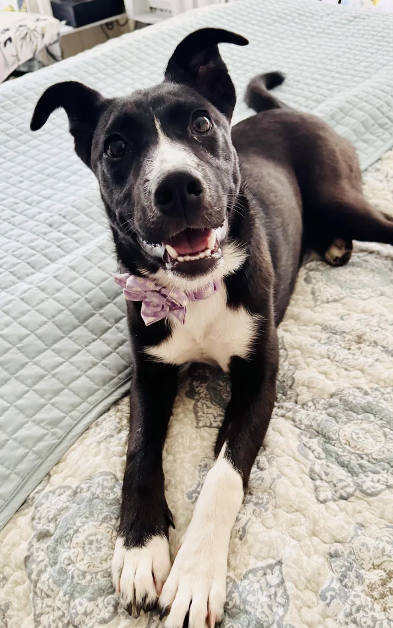 A young medium-sized female Black Mixed Breed dog named Tiffany for adoption in Livingston, TX