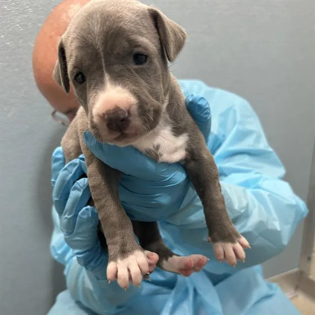 A baby small-sized female American Staffordshire Terrier dog named Ellie for adoption in San Antonio, TX