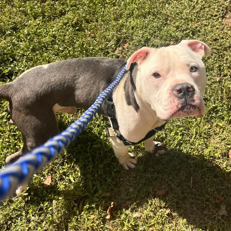 An adult medium-sized male Pit Bull Terrier dog named Potato for adoption in Hayesville, NC