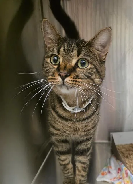 A young small-sized male Domestic Short Hair cat named Gizmo for adoption in Indianapolis, IN