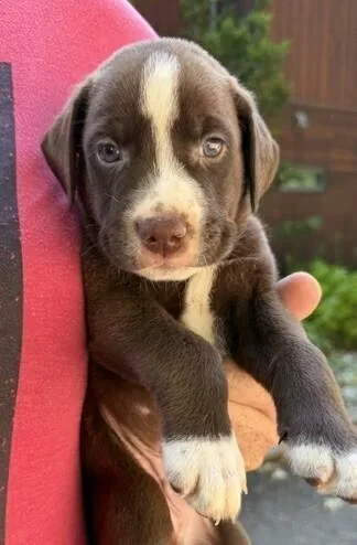 A baby medium-sized male Tricolor (Brown, Black, & White) Labrador Retriever dog named Baby Hamm for adoption in Washington, DC