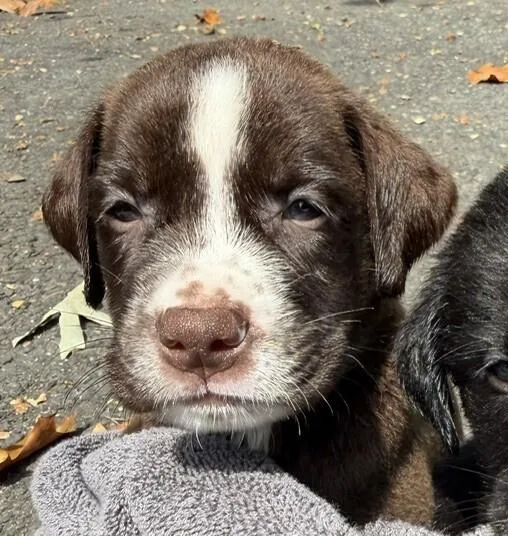 Baby Hamm thumbnail 2