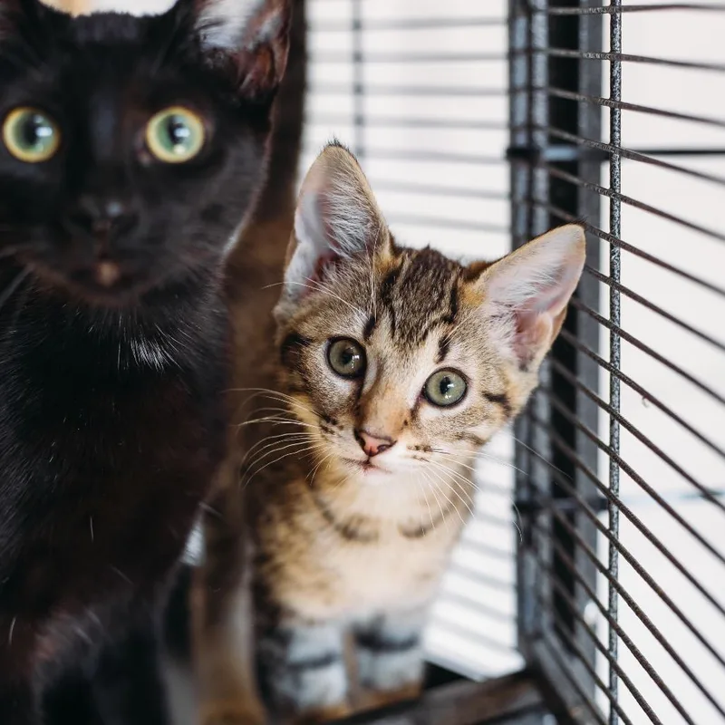 A baby small-sized female Domestic Short Hair cat named Mt. Dew for adoption in Parrish, AL