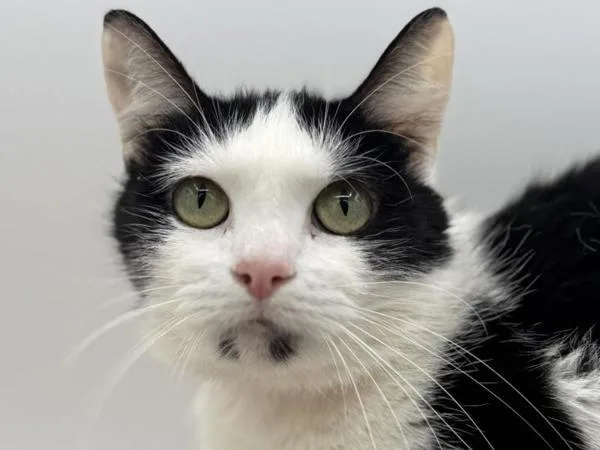 An adult small-sized female Domestic Short Hair cat named Jingles for adoption in Portland, OR