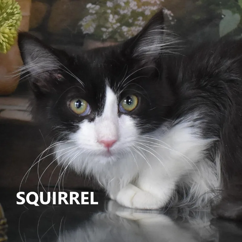 A baby small-sized male Black Domestic Short Hair cat named Squirrel for adoption in Yuma, AZ