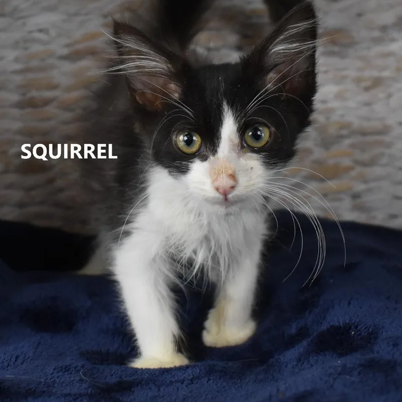 Squirrel thumbnail 2