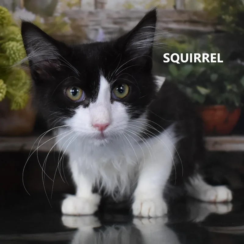 Squirrel thumbnail 3