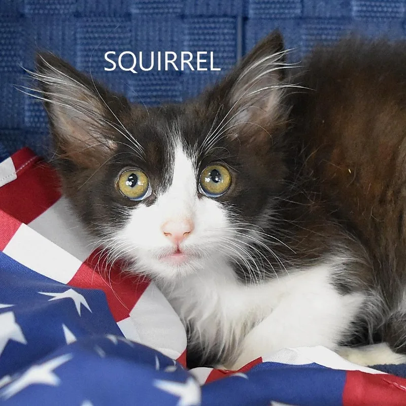 Squirrel thumbnail 4