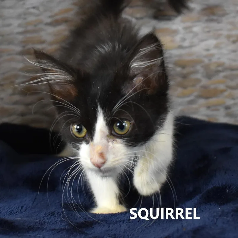 Squirrel thumbnail 5