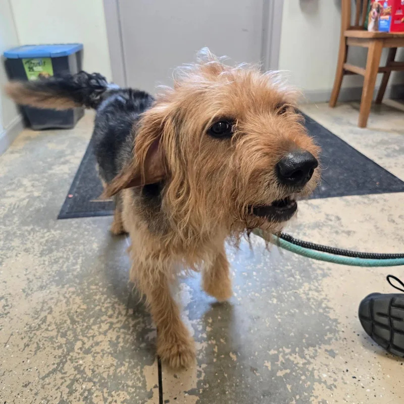 An adult medium-sized male Bicolor Mixed Breed dog named Gunner for adoption in Saint Marys, PA