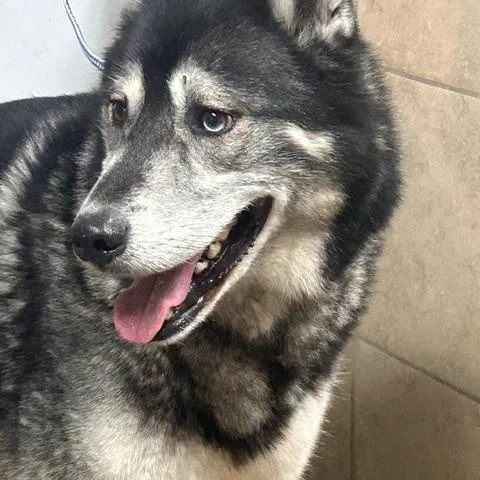 A senior medium-sized male Black Husky dog named Reno for adoption in Denison, IA