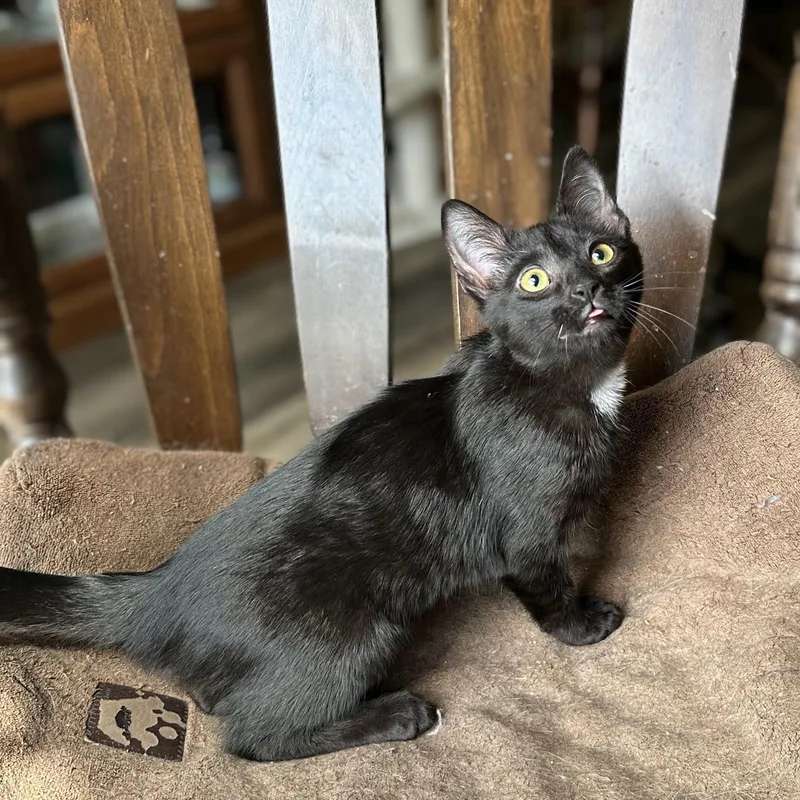 A baby medium-sized male Black Domestic Short Hair cat named Huckleberry for adoption in Apex, NC