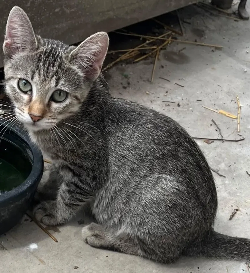 A baby small-sized female Tabby (Gray / Blue / Silver) Domestic Short Hair cat named Castle for adoption in San Antonio, TX