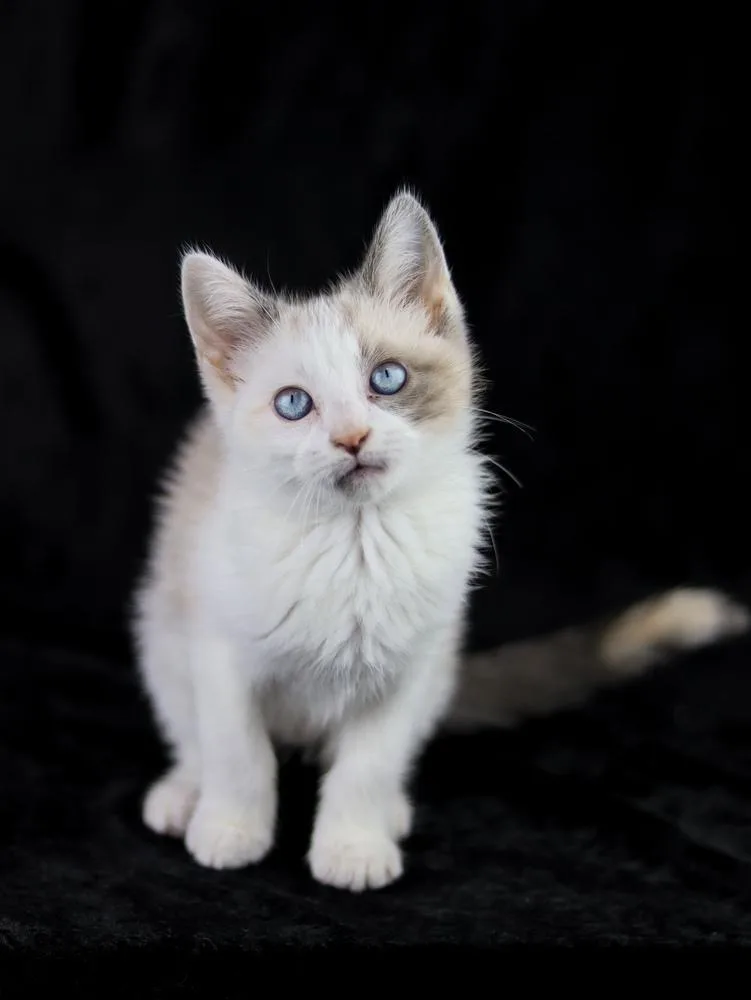 A baby small-sized female Siamese cat named Snowflake Blue for adoption in Lewisburg, TN