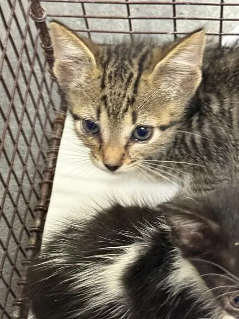 A baby small-sized male Domestic Short Hair cat named Chi Chi for adoption in Miami, FL