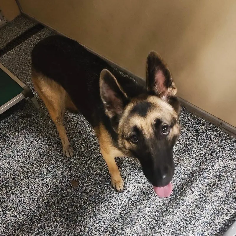 A young medium-sized female Black German Shepherd Dog dog named Lina for adoption in Binghamton, NY