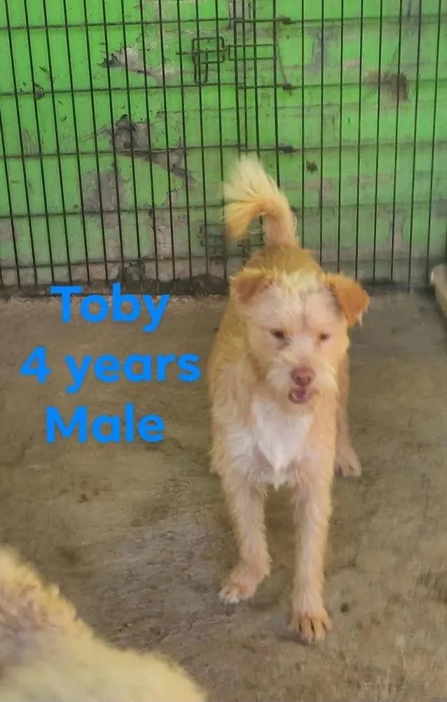 A young small-sized male Terrier dog named Toby for adoption in Cortez, CO