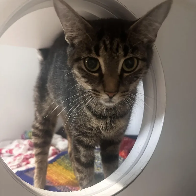 A young medium-sized female Brown / Chocolate Domestic Short Hair cat named Magdalena for adoption in Dearborn, MI