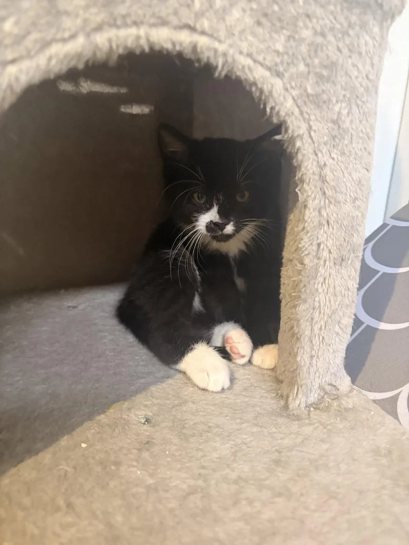 A baby medium-sized male Black & White / Tuxedo Domestic Short Hair cat named Wildred for adoption in Broomall, PA