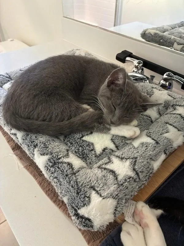 A baby small-sized female Domestic Short Hair cat named Dw for adoption in Bonsall, CA