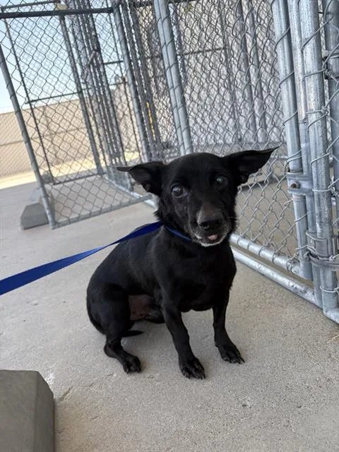 A senior small-sized male Chihuahua dog named Pudding for adoption in Bakersfield, CA