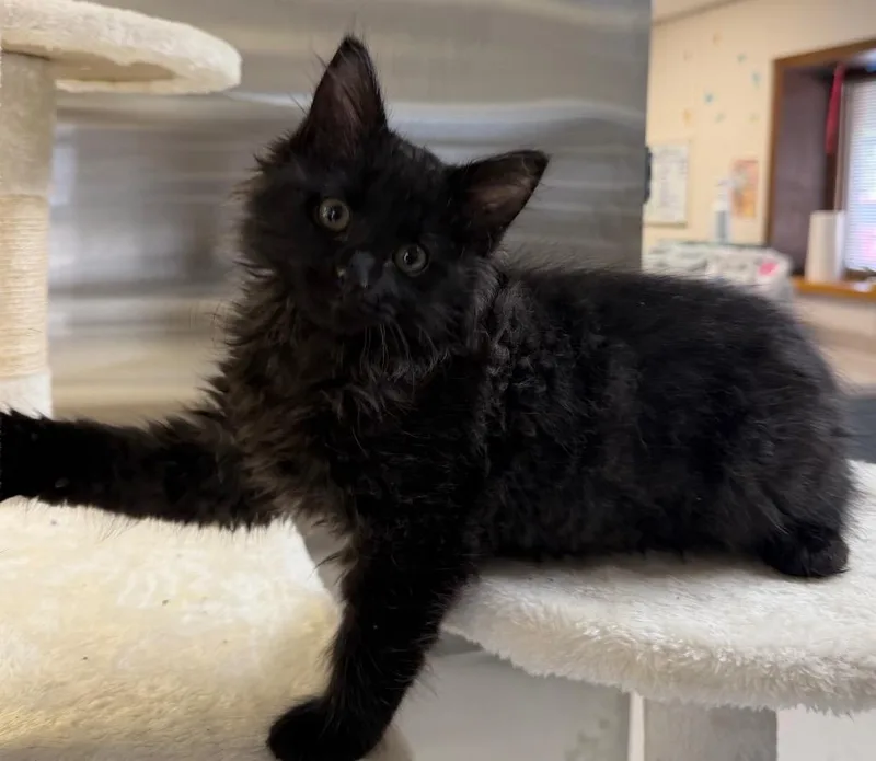 A baby small-sized male Domestic Long Hair cat named Mustard for adoption in Columbus, NE