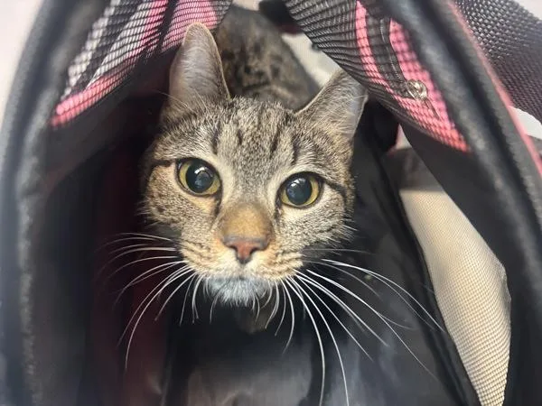 A young medium-sized female Domestic Short Hair cat named Nina for adoption in New York, NY