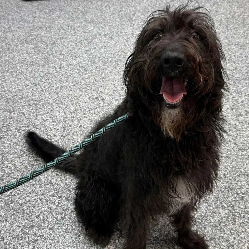 An adult medium-sized female Black Labradoodle dog named Meadow for adoption in Yukon, OK