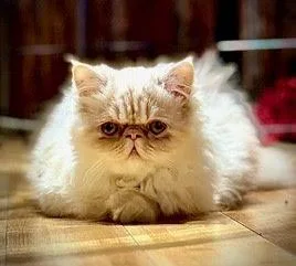 A baby small-sized male Persian cat named Bitsy & Blaze for adoption in Albany, NY