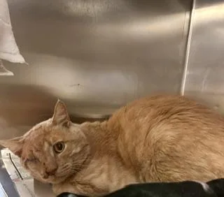 A young medium-sized male Domestic Short Hair cat named Ivan for adoption in Gardena, CA