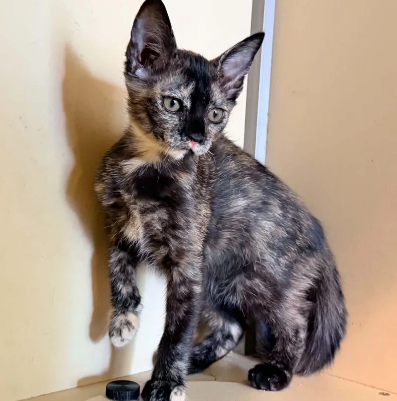 A baby small-sized female Tortoiseshell cat named Paris for adoption in Capshaw, AL