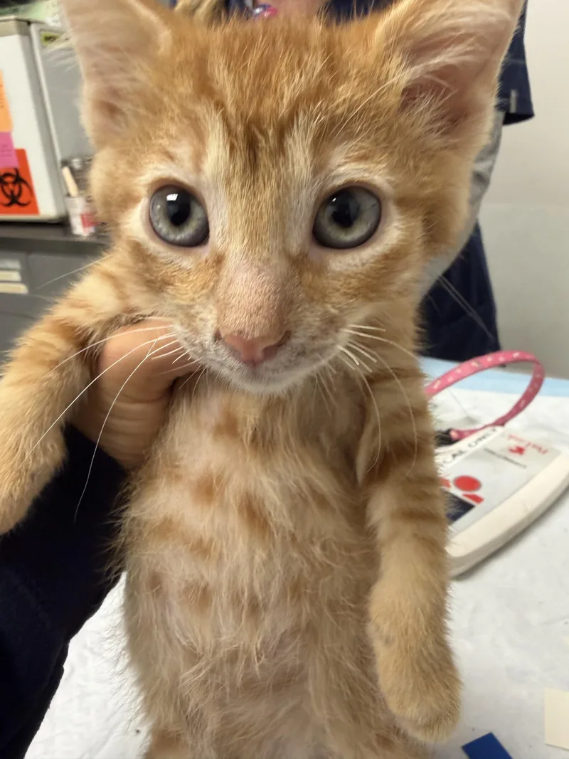 A baby small-sized male Domestic Short Hair cat named Stew for adoption in Los Angeles, CA