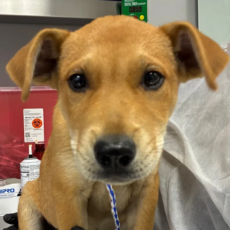 A baby medium-sized male Yellow / Tan / Blond / Fawn Mixed Breed dog named Skeletor for adoption in Greenville, SC