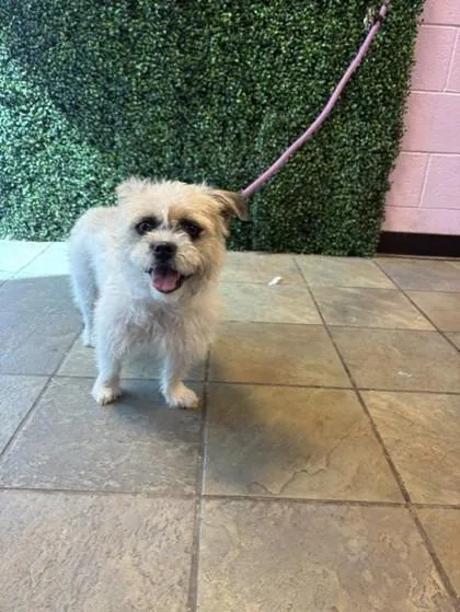 A baby small-sized female White / Cream Terrier dog named Leslie for adoption in El Paso, TX