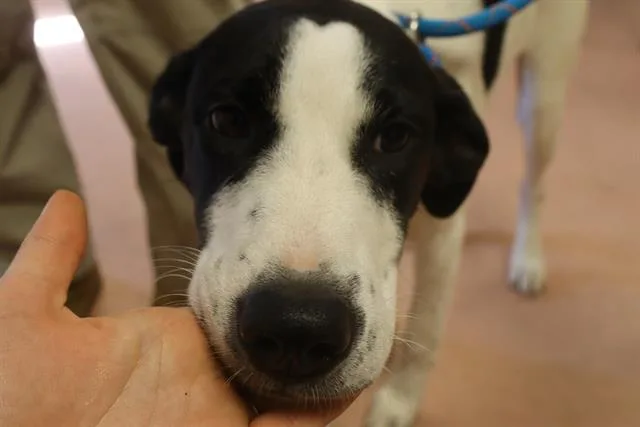 A young large-sized female Mixed Breed dog named Sarabeth for adoption in Columbia, SC
