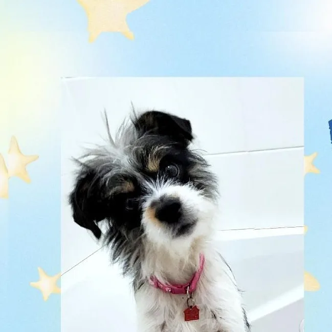 A young small-sized male White / Cream Terrier dog named Buster for adoption in Lake Geneva, WI