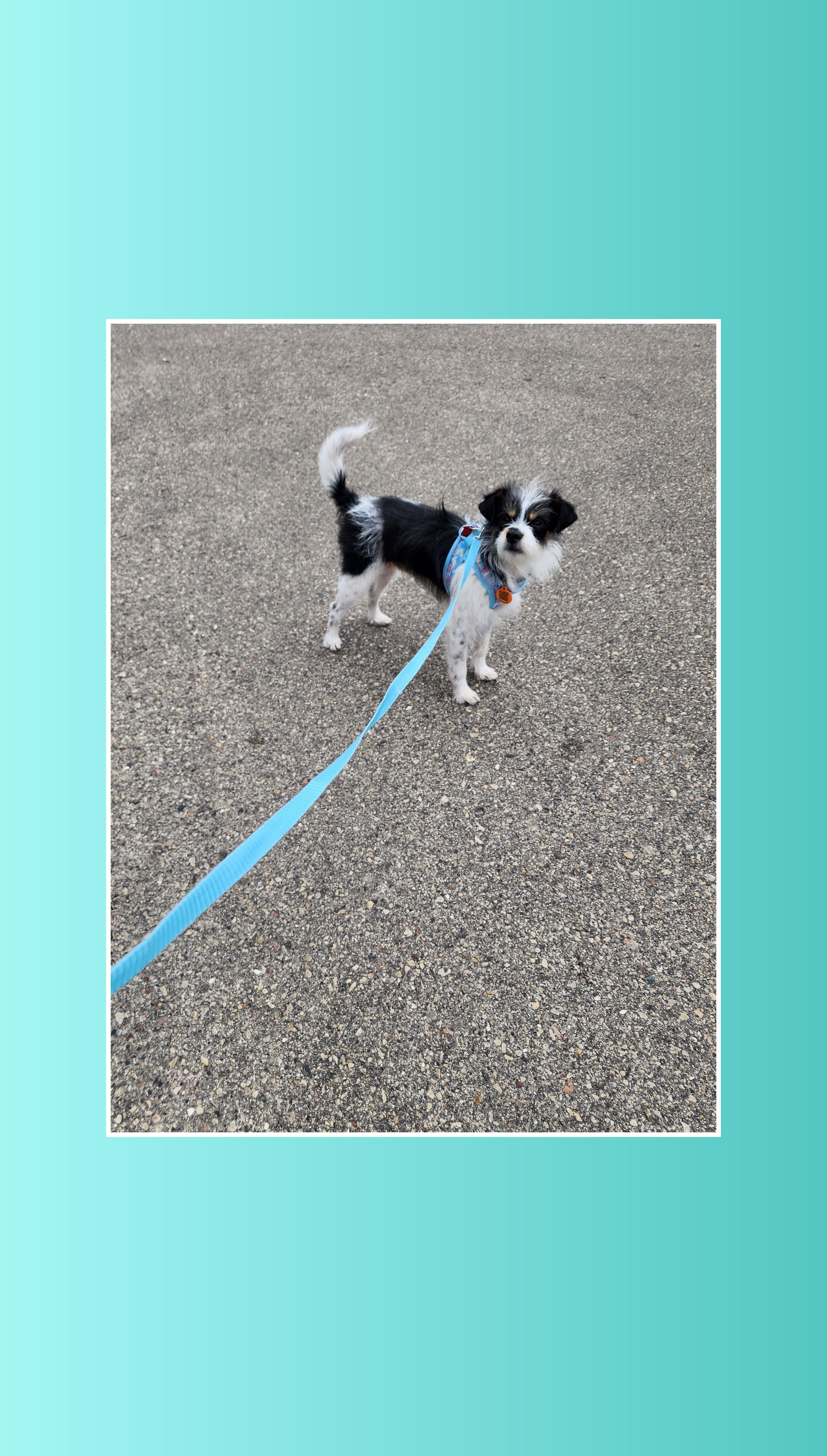 Buster thumbnail 3