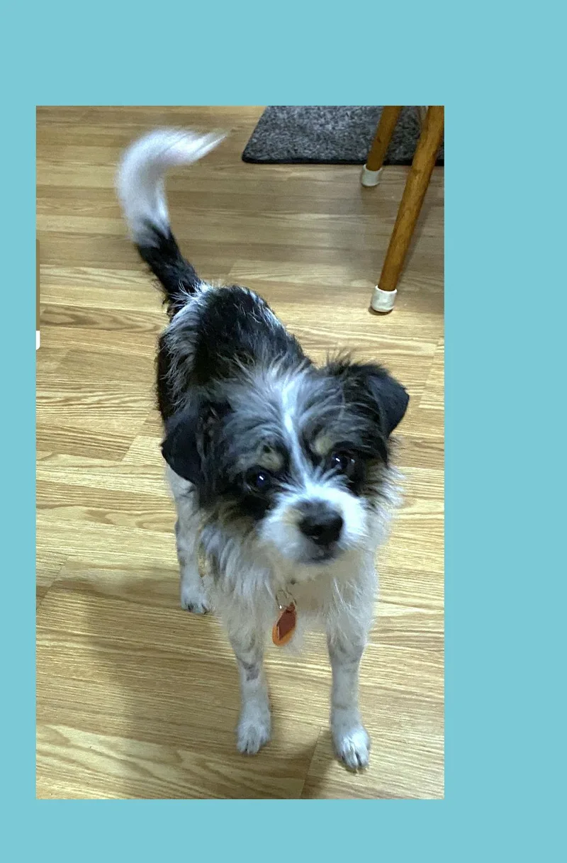 Buster thumbnail 6